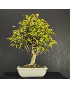 BONSAI DE PITANGA 1
