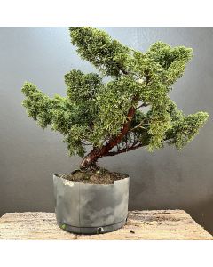 PRÉ BONSAI SHIMPAKU KISHU 1