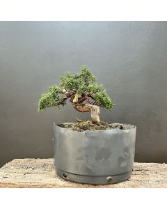 PRÉ BONSAI SHIMPAKU KISHU 1