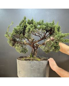 PRÉ BONSAI SHIMPAKU KISHU 1