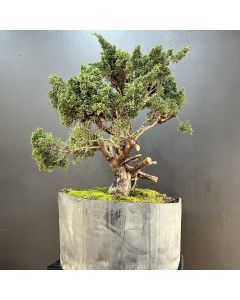 PRÉ BONSAI SHIMPAKU KISHU 1