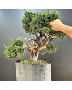 PRÉ BONSAI SHIMPAKU KISHU 1