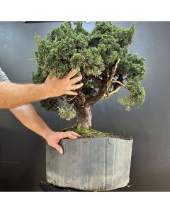 PRÉ BONSAI SHIMPAKU KISHU 1