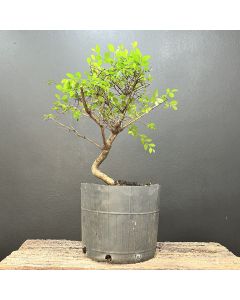 PRÉ BONSAI ULMUS 1