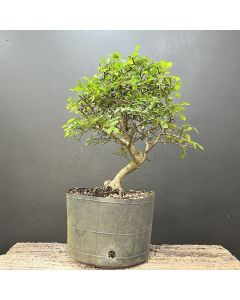 PRÉ BONSAI ULMUS 1