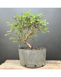 PRÉ BONSAI ULMUS 1