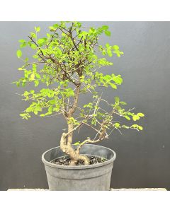 PRÉ BONSAI ULMUS 1