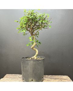 PRÉ BONSAI ULMUS 1