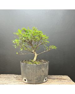 PRÉ BONSAI ULMUS 1