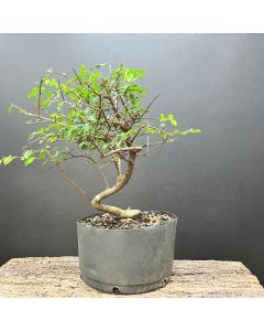 PRÉ BONSAI ULMUS 1