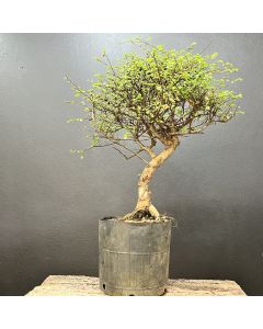 PRÉ BONSAI ULMUS 1