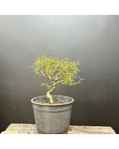 PRÉ BONSAI CALIANDRA ROSA 1