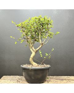 PRÉ BONSAI ULMUS 1