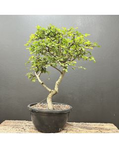 PRÉ BONSAI ULMUS 1