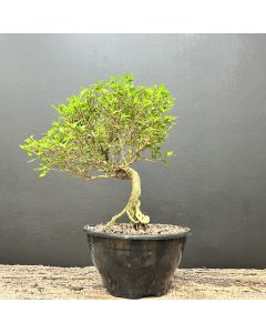 PRÉ BONSAI SERISSA 1