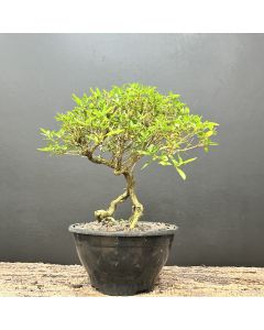 PRÉ BONSAI SERISSA 1