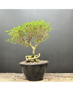 PRÉ BONSAI SERISSA 1