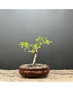 BONSAI PIRACANTA 1