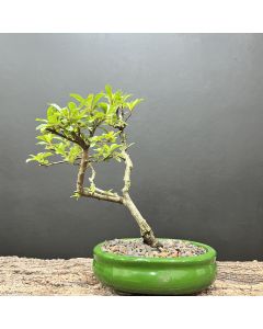 BONSAI PIRACANTA 1