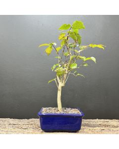 BONSAI DE PITANGA 1