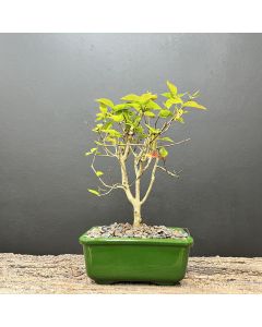 BONSAI DE PITANGA 1