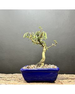 BONSAI CALIANDRA ROSA 1