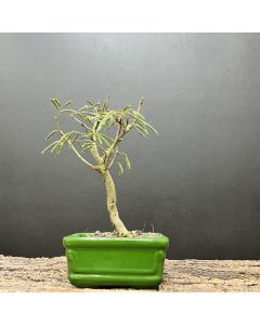 BONSAI CALIANDRA ROSA 1