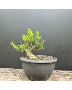 PRÉ BONSAI BUXUS HARLANDII 1