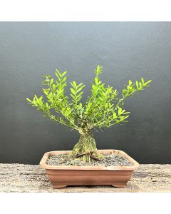 PRÉ BONSAI BUXUS HARLANDII 1