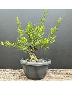 PRÉ BONSAI BUXUS HARLANDII 1