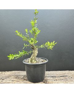 PRÉ BONSAI BUXUS HARLANDII 1