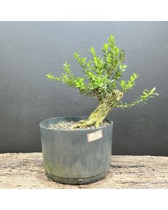 PRÉ BONSAI BUXUS HARLANDII 1