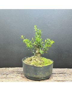 PRÉ BONSAI BUXUS HARLANDII 1