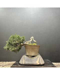 BONSAI SHIMPAKU KISHU 1