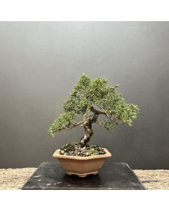 BONSAI SHIMPAKU KISHU 1