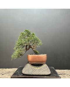 BONSAI SHIMPAKU KISHU 1