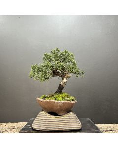 BONSAI SHIMPAKU KISHU 1