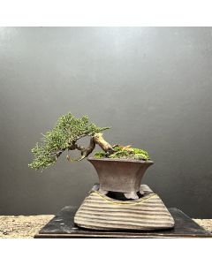 BONSAI SHIMPAKU KISHU 1