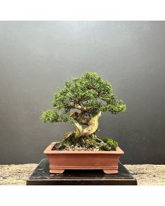 BONSAI SHIMPAKU KISHU 1