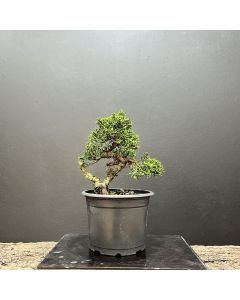 PRÉ BONSAI SHIMPAKU KISHU 1