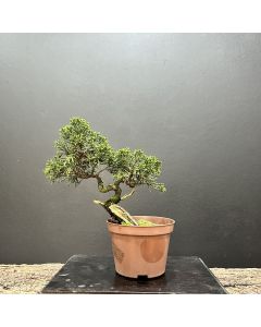 PRÉ BONSAI SHIMPAKU KISHU 1