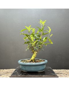 PRÉ BONSAI CEREJA DO RIO GRANDE 1