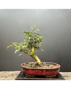 PRÉ BONSAI CEREJA DO RIO GRANDE 1