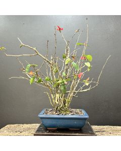 BONSAI DE CHAENOMELES 1