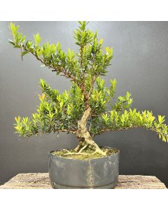 PRÉ BONSAI MINI CEREJA 1