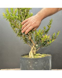 PRÉ BONSAI MINI CEREJA 1