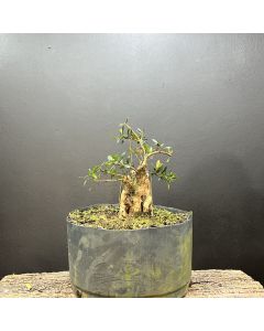 PRÉ BONSAI MINI CEREJA 1