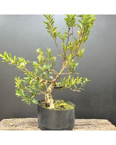 PRÉ BONSAI MINI CEREJA 1