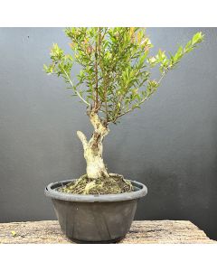 PRÉ BONSAI MINI CEREJA