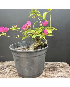 PRÉ BONSAI BOUGAINVILLEA